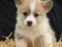 Velski korgi/Welsh Corgi Pembroke :: Psi Oglasi Beograd