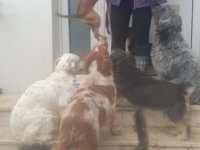 Potreban radnik u prihvatilištu za životinje :: Tražim Bilo Koji Posao Oglasi Beograd