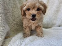 Maltipoo stenci spremni su za preuzimanje :: Psi Oglasi Beograd