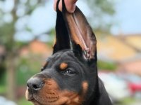 Doberman štenci :: Psi Oglasi Beograd