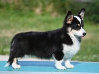 Velski korgi/Welsh Corgi Pembroke :: Psi Oglasi Beograd