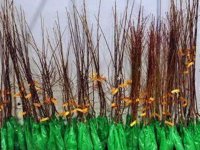 Sadnice za prolećnu sadnju :: Seme Cveće Sadnice Oglasi Beograd