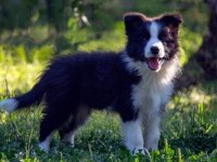 Border Collie - Border koli štenad :: Psi Oglasi Beograd