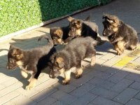 Nemacki ovcar stenad :: Psi Oglasi Beograd