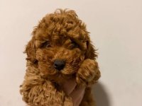 Prodaja pomeranaca i pudli :: Psi Oglasi Beograd