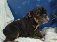 Plava zenkica engleskog buldoga :: Psi Oglasi Beograd