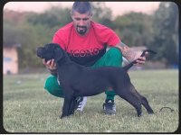 Cane Corso štenci :: Psi Oglasi Beograd