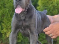 Cane Corso, vrhunski štenci :: Psi Oglasi Beograd