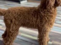 Toy Pudla kvalitetni štenci :: Psi Oglasi Beograd