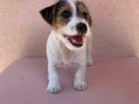Jack Russell terijer štenci :: Psi Oglasi Beograd