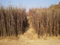 RASADNIK NASTIC SAŠE prodaja voćnih sadnica :: Seme Cveće Sadnice Oglasi Beograd RASADNIK NASTIC SAŠE prodaja voćnih sadnica :: Seme Cveće Sadnice Oglasi Beograd