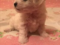 Kovrdžavi bišon štenci :: Psi Oglasi Beograd