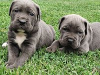 Cane Corso :: Psi Oglasi Beograd