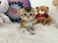 Skotski fold i straight mace :: Mačke Oglasi Beograd