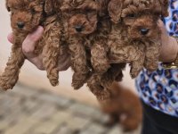 Crvene pudle toy, od oba roditelja u mom vlasnistvu :: Psi Oglasi Beograd