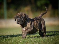 Na prodaju stenci Presa Canario :: Psi Oglasi Beograd