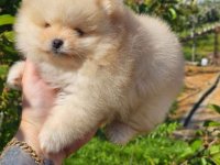 Najlepsi Pomeranci Boo samo u Pom_Hash_Starsu :: Psi Oglasi Beograd