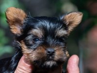 Jorksirski Terijer :: Psi Oglasi Beograd