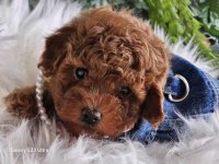 Nove bebice toy I mini pudle :: Psi Oglasi Beograd