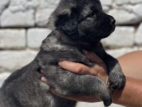 Kavkavski ovčar štenci :: Psi Oglasi Beograd