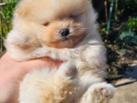 Najlepsi Pomeranci Boo samo u Pom_Hash_Starsu :: Psi Oglasi Beograd