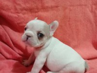 Francuski buldog egzotika :: Psi Oglasi Beograd