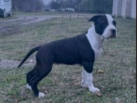 Američki stafordski terijer mužjak I ženka :: Psi Oglasi Beograd