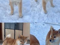 Shiba inu štenci od vrhunskih roditelja :: Psi Oglasi Beograd