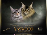 Maine Coon macici vrhunskog porekla iz odgajivacnice Yaswood :: Mačke Oglasi Beograd