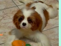 Dostupni štenci Cavalier King Charles spanijela :: Psi Oglasi Beograd