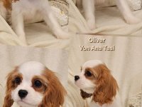 Vrhunski Cavalier King Charls Spaniel oba pola :: Psi Oglasi Beograd
