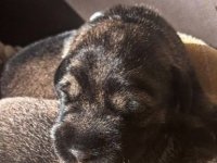 Srednji šnaucer, štenci :: Psi Oglasi Beograd