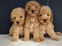 Maltipoo štenci :: Psi Oglasi Beograd