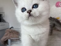 Skotski macici :: Mačke Oglasi Beograd