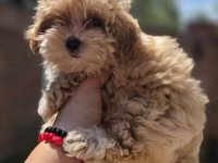 Maltipoo bebe :: Psi Oglasi Beograd