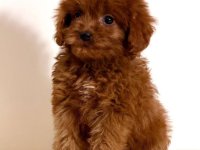 Cavapoo-Kavapu (cavalier king charles spaniel + pudla) :: Psi Oglasi Beograd
