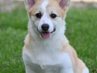 Velski korgi/Welsh Corgi Pembroke :: Psi Oglasi Beograd