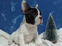 Zensko stene francuskog buldoga :: Psi Oglasi Beograd