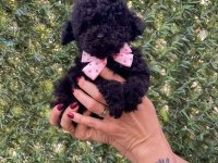 Toy i Mini Pudle stenci :: Psi Oglasi Beograd