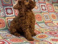 Toy Pudla prelepi štenci :: Psi Oglasi Beograd