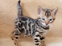 Bengalska macka Bengalski macici :: Mačke Oglasi Beograd
