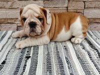 Engleski bulldog :: Psi Oglasi Beograd