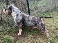 American bully pocket mužjak i ženka na prodaju :: Psi Oglasi Beograd