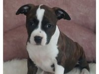 Zenke americkog staforda :: Psi Oglasi Beograd