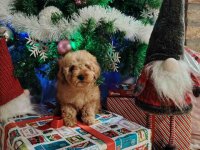 Na prodaju zenska dva steneta, patuljaste pudle, aprikot :: Psi Oglasi Beograd