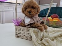 Toy pudle maleni mečići spremni za preuzimanje :: Psi Oglasi Beograd