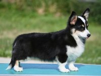 Velski korgi/Welsh Corgi Pembroke :: Psi Oglasi Beograd