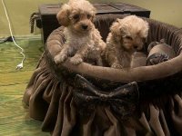 Toy pudle ekstra malog rasta :: Psi Oglasi Beograd