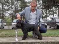 Patuljasti šnaucer štenci :: Psi Oglasi Beograd