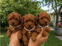 Teacup pudle :: Psi Oglasi Beograd